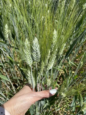Болезни пшеницы - AgroFlora.ru