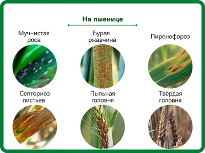 Купить семена, купить семена озимой, купить семена озимой пшеницы, купить  семена озимой пшеницы сорт Агат Донской, семена озимой пшеницы, пшеница  Агат Донской, Агат Донской, семена озимой твердой, семена твердой пшеницы
