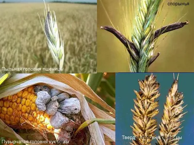Твердая головня пшеницы Грибные болезни | Syngenta