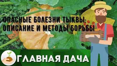 Тыква: польза и вред