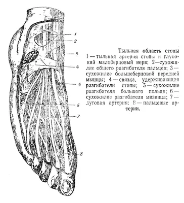 Тыльная сторона стопы фото