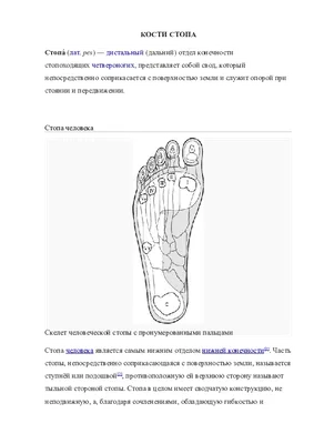 Обзор болезней стопы и голеностопного сустава (Overview of Foot and Ankle  Disorders) - Нарушения со стороны скелетно-мышечной и соединительной ткани  - Справочник MSD Профессиональная версия