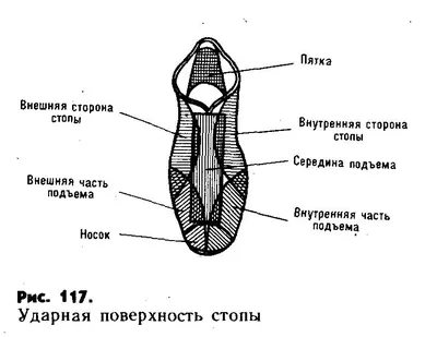 Анатомия: Мышцы стопы.