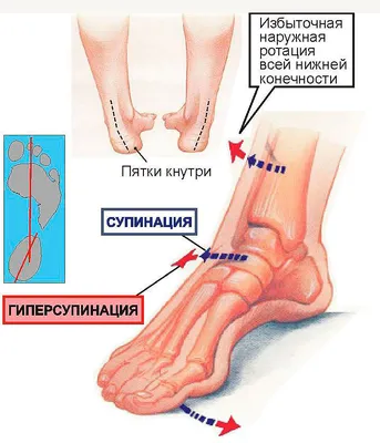Анатомия: Артерии стопы. Тыльная артерия стопы, a. dorsalis pedis. Ветви  тыльной артерии стопы