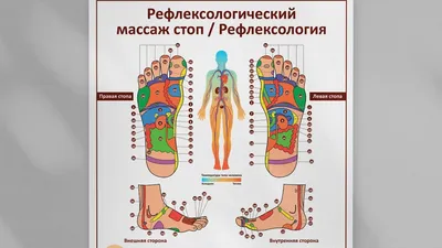 Мышцы ног и их тренировка