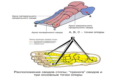 Каталог упражнений