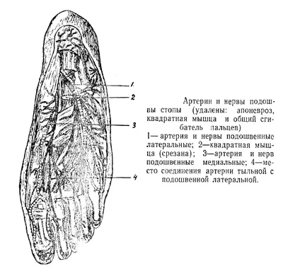 Шишка на внешней стороне стопы: что это и как лечить, операция,  реабилитация, цены, отзывы