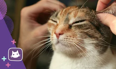 Лечение заболеваний кожи Api-San Стоп - зуд суспензия для кошек -  «Облегчает симптомы зуда, НО не решает проблему полностью: Api-San Стоп-Зуд  для кошек» | отзывы