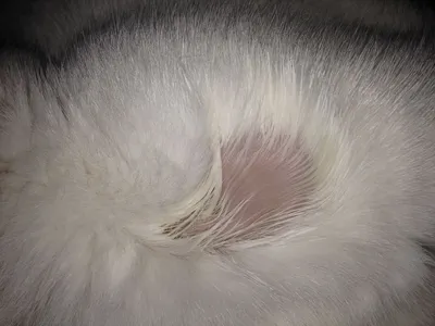 У кошки на коже корочки: соблазнительные фото с пушистиками