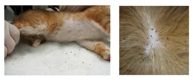 У кошки на коже корочки: невероятные картинки кошек