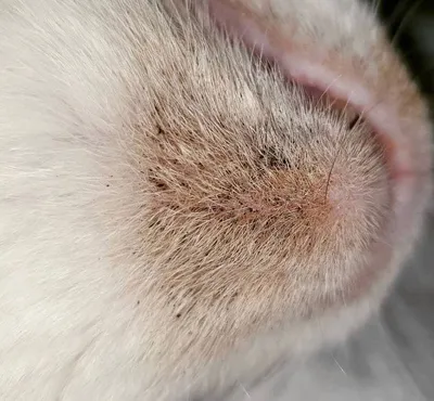 Заказать лечение себореи (перхоти) у кошек в ветеринарной клинике Живаго