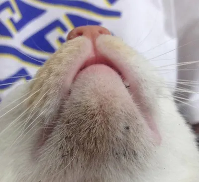 Гиперчувствительность к укусам москитов (комаров) у кошек | Ветеринарная  клиника доктора Шубина