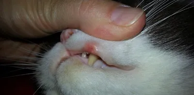 Фото кошки с болячкой: скачать в webp формате