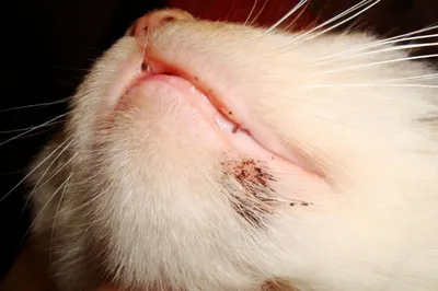 У кошки на подбородке болячка: изображение в формате webp