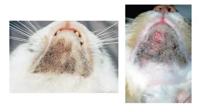 Фото кошки с болячкой на пятках: бесплатно скачать в png