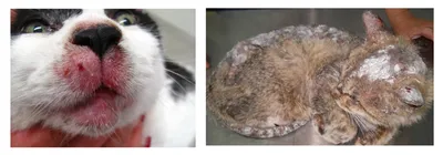Фото кошки с пятками: скачать в jpg формате, бесплатно