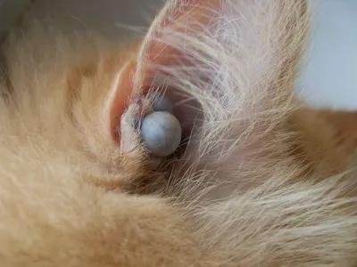 Кошачья болячка на подбородке: изображение в webp формате