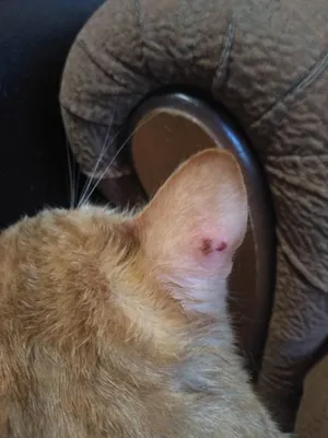 [38+] У кошки на ушах болячки фото