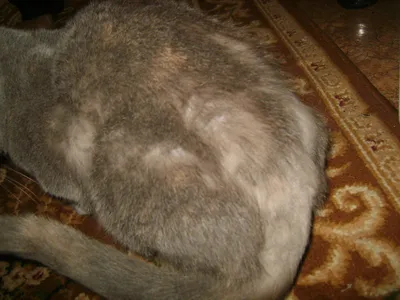 У кота облезает шерсть - картинки и фото koshka.top