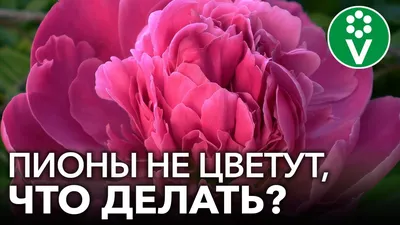 9 способов украсить сад пионами | Мир растений и деревьев | Журнал «Дом и  сад»