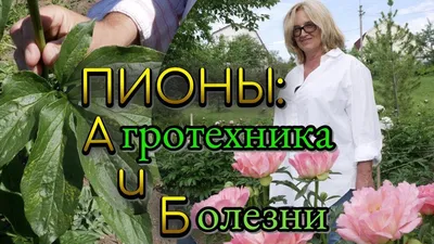 Посадка и выращивание пионов | GreenMarket