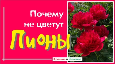 Болезни и вредители пионов. - Страница 9 - Форум Дачный ответ Галактики