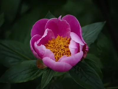 Пион древовидный (Paeonia suffruticosa) - PictureThis