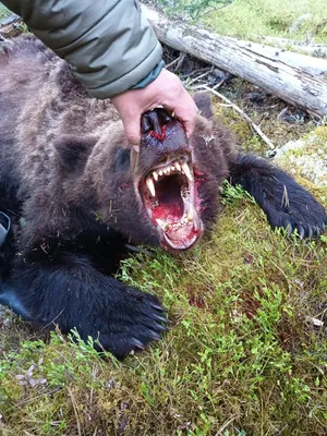 Убитый медведь людоед в формате jpg для скачивания