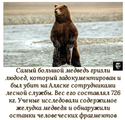 Убитый медведь людоед: картинка в высоком разрешении