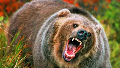 Фото убитого медведя людоеда в формате webp