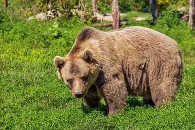 Изображение убитого медведя людоеда для скачивания