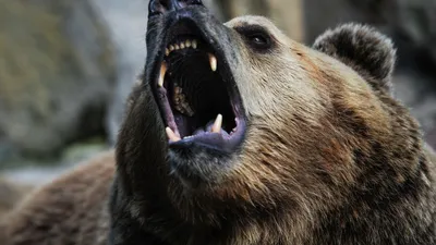 Фото убитого медведя людоеда в формате jpg для фона