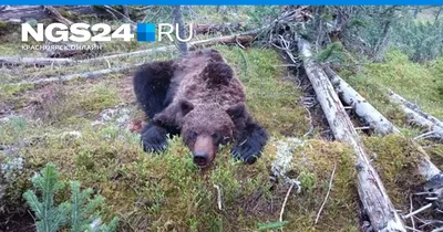 Изображение убитого медведя людоеда для фона