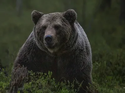 Фото, скачать бесплатно: Убитый медведь людоед в хорошем качестве