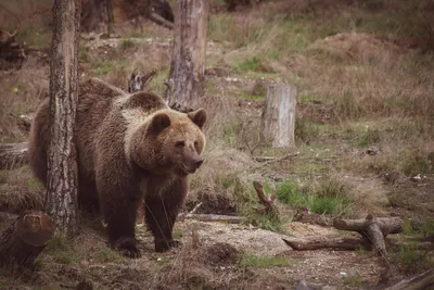 Убитый медведь людоед: фото в высоком разрешении