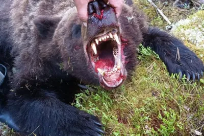 Изображение убитого медведя людоеда в формате webp для скачивания