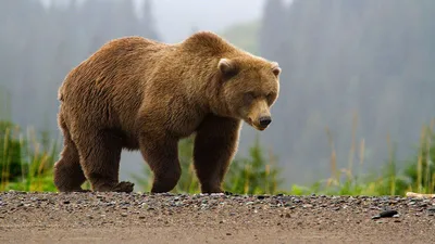 Фото убитого медведя людоеда - изображение в формате jpg