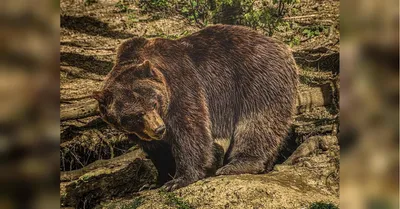 Убитый медведь людоед: фото для фона