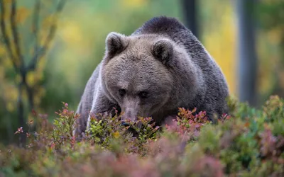 Убитый медведь людоед - фото в формате jpg в хорошем качестве