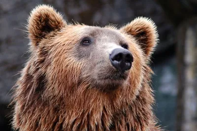 Фото с убитым медведем людоедом в высоком разрешении