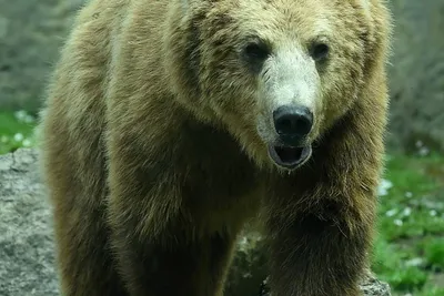 Фото убитого медведя людоеда в формате jpg для скачивания бесплатно