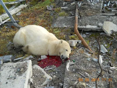 Картинка убитого медведя людоеда в формате png в высоком разрешении
