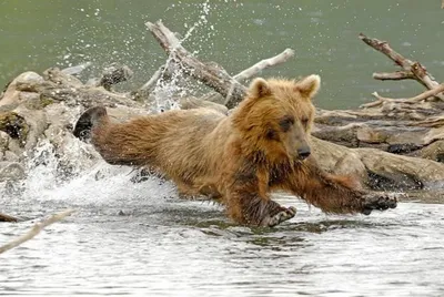 Фото убитого медведя людоеда - изображение в формате webp