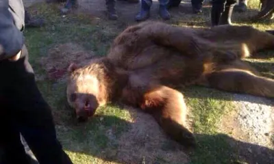 Убитый медведь людоед - фото в формате jpg