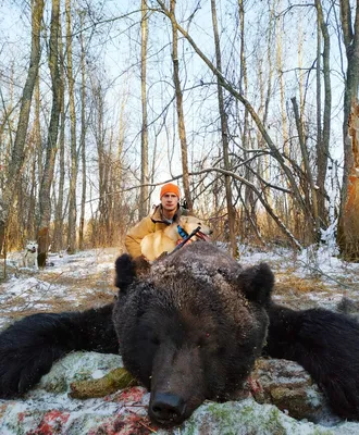 Картинка убитого медведя людоеда в хорошем качестве