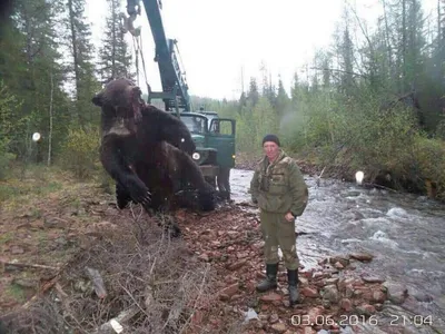 Фото убитого медведя в хорошем качестве: webp формат