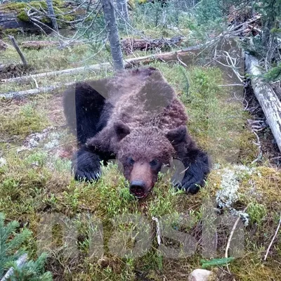 Убитый медведь в крупном плане: скачать бесплатно