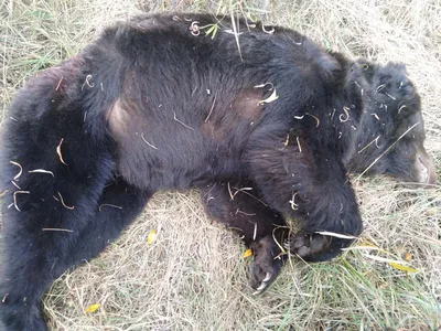 Убитый медведь с позированием для фотографии: png формат