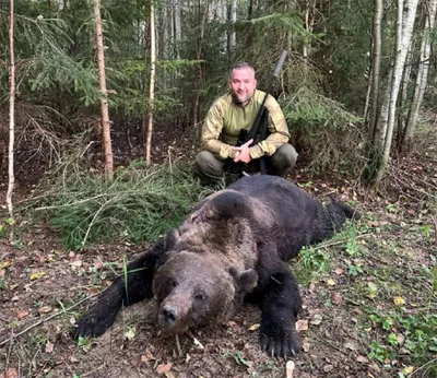 Убитый медведь с красивым окрасом шерсти: скачать бесплатно
