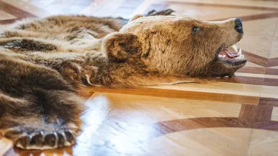Изображение убитого медведя с эффектным фоном: webp формат